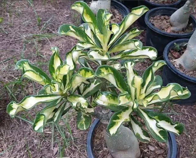 2/5/10/20/50PCS Graines Adenium Obesum 100% True Thaïlande Rare Greffé... 3