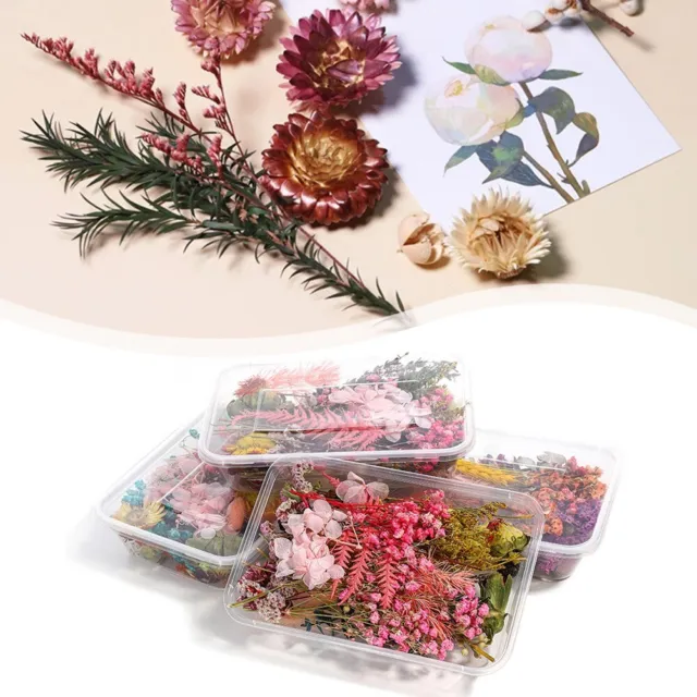 Exquisita caja de flores secas para creaciones epoxi de resina y fabricación de velas