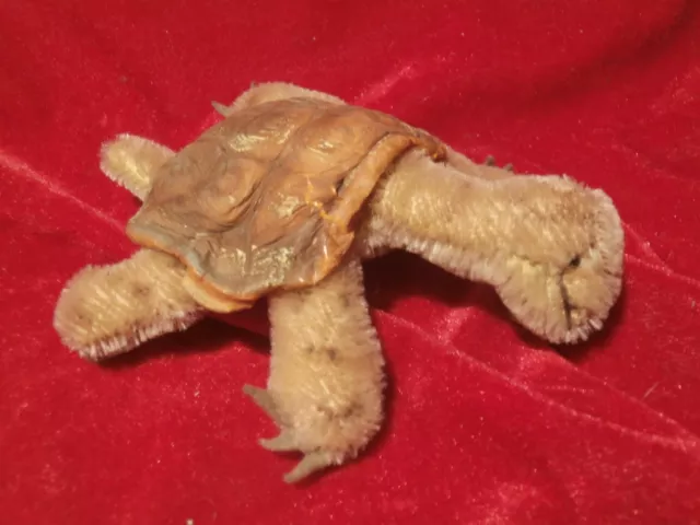 Alte Steiff Schildkröte Slo mit Knopf - Mohair - 14 cm - 60iger Jahre