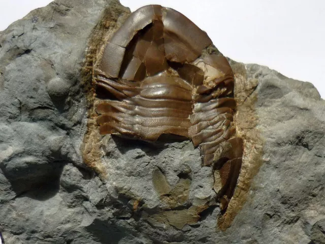 Trilobit Isotelus gigas aus Kanada