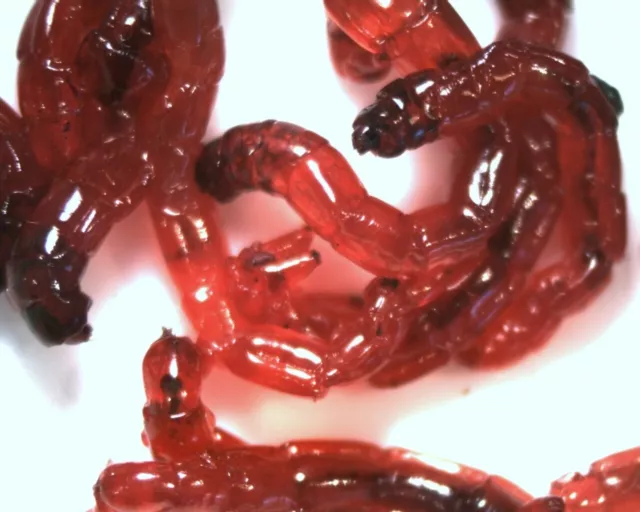 https://www.picclickimg.com/bl8AAOSwjadhsy2m/2-x-90-100-ml-bags-of-live-bloodworm.webp