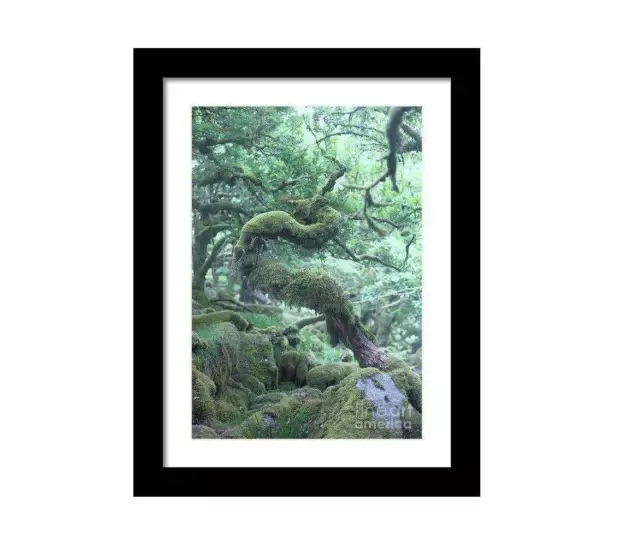 Dartmoor Prints of Wistmans Wood, Woodland Photographic print of an Old and Twis