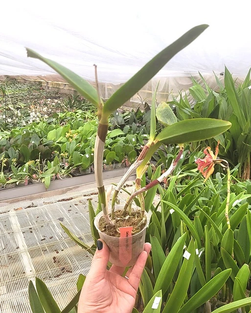 Orchidea Orchidea Cattleya Monte Elegante, profumata (22Pr) 3