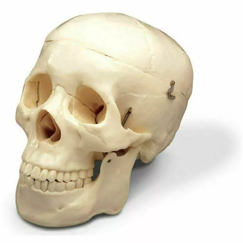 Life Size Human Skull Anatomical Model  PVC Plastic Medical Teaching /Study/LAB