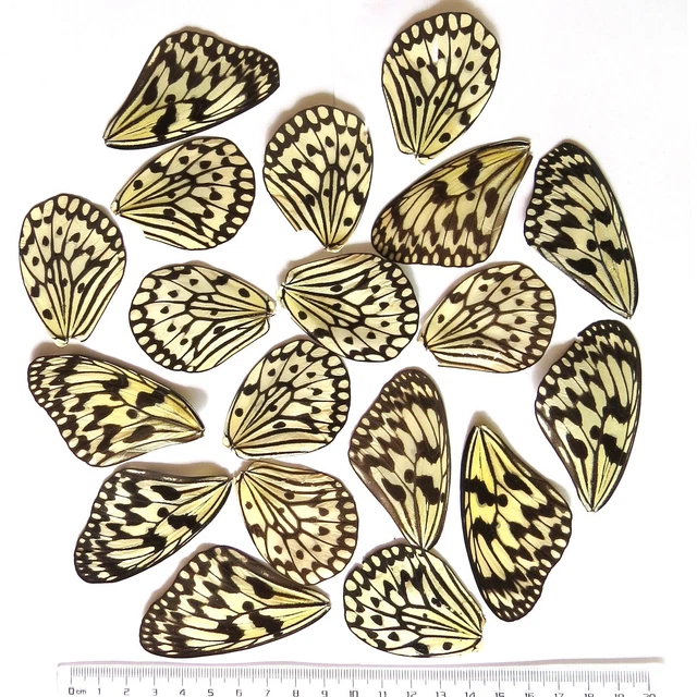 BIG 20 pcs REAL BUTTERFLY wing material ooak fairy / DIY artwork / jewelry #69