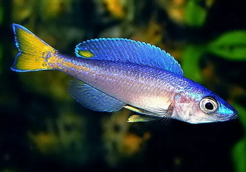 Cyprichromis leptosoma (Mpulungu) ** LAKE TANGANYIKA CICHLID ** Malawi fish
