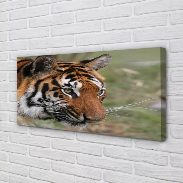 Tulup Canvas print 100x50 Wall Art Picture tiger woods