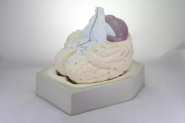 Vintage Somso 4 Part Anatomical Model Brain