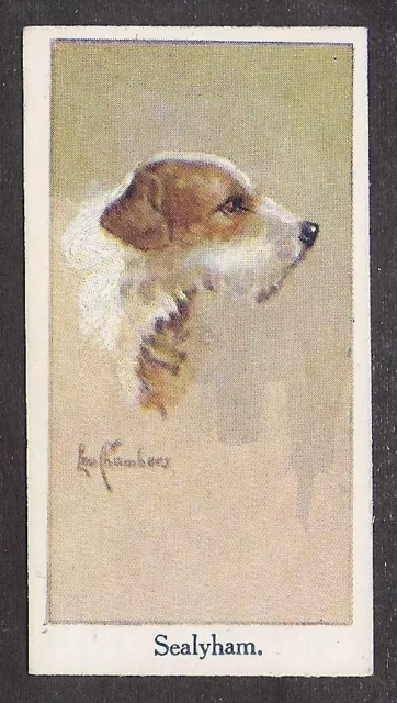 1924 UK Leo Chambers Dog Art Head Study Moustafa Cigarette Card SEALYHAM TERRIER