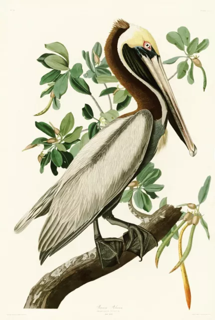 No.251 Brown Pelican Audubon Print Repro Havell Edition Double Elephant Folio