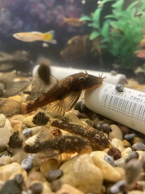 Male Super Red Calico Bristlenose Pleco 2.5 - 3”+ 5 Mini Water Lettuce