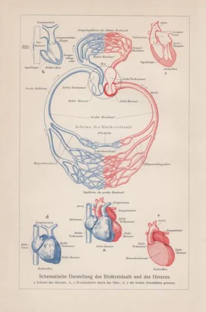 Mensch Blutkreislauf Herz schematische Darstellung LITHOGRAPHIE von 1911