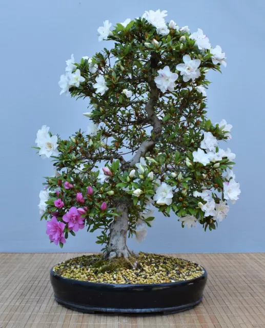 Bonsái exterior, azalea satsuki (rododendro) 21063 | molinero de jardín bonsái
