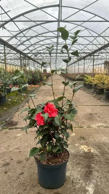 1st.  Japanische Kamelie  in roter  Blüte  60-80cm im großem Topf