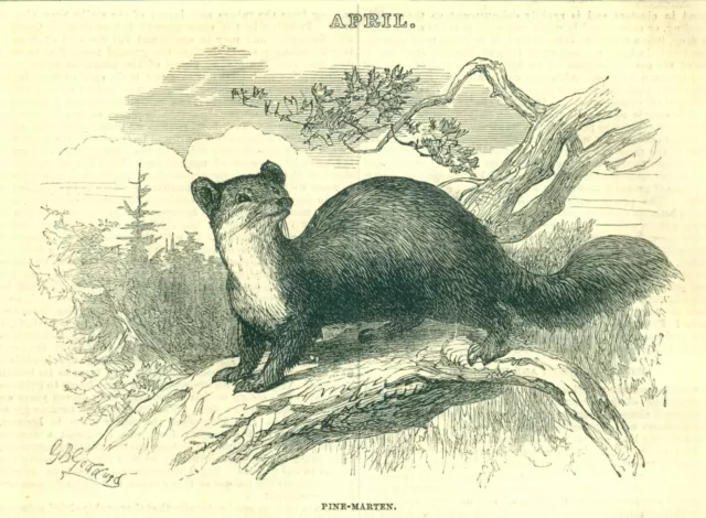 1873 Cassell's Illustrated Almanack PINE-MARTEN, Vintage Art Print SV4.