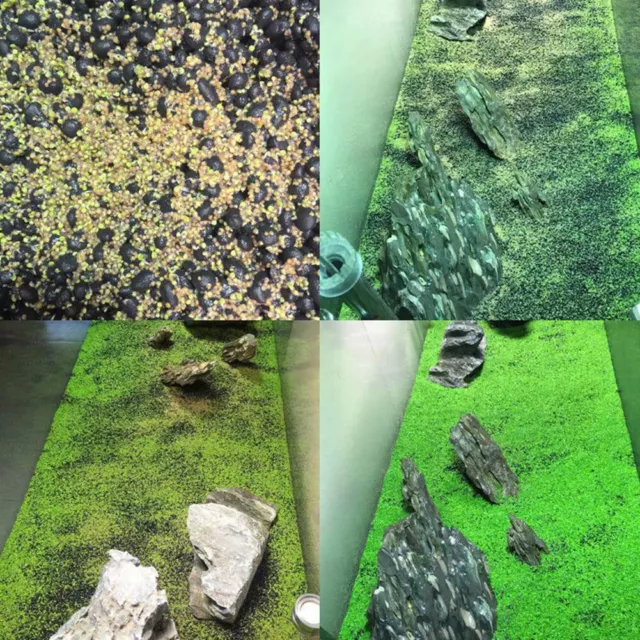.Aquarium Plant Seeds Fish Tank Aquatic Water Grass Foreground Easy Plants 5g 3