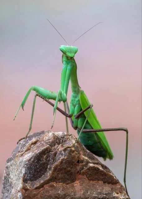 Praying Mantis Live Adult Female Giant Asian Mantis Hierodula Membranacea