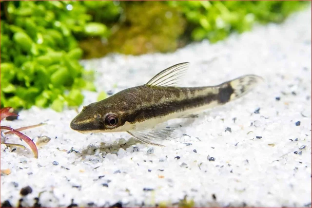 3 Otocinclus Catfish Algae Eater (1-1.25") Live Fish