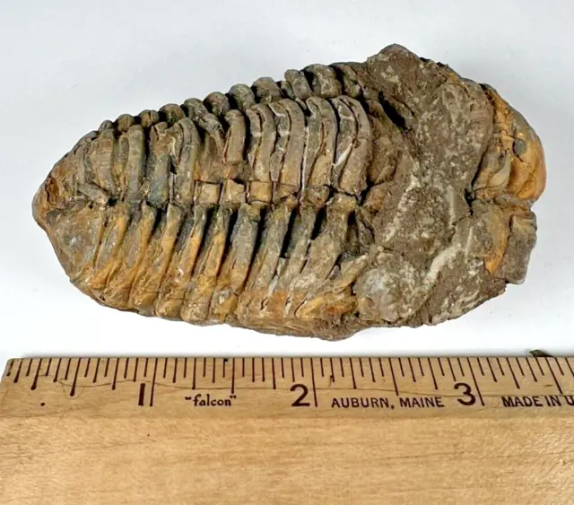 Authentic Fossilized Trilobite from Morocco.  Weight (grams): 140