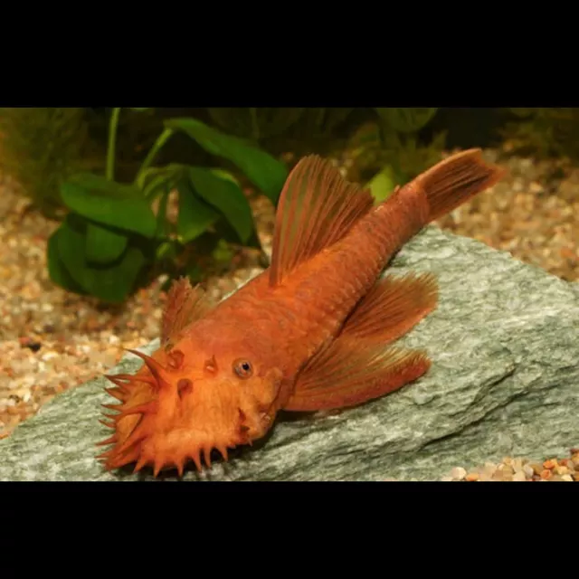 Super Red Bristlenose pleco catfish - Ancistrus sp - live tropical fish