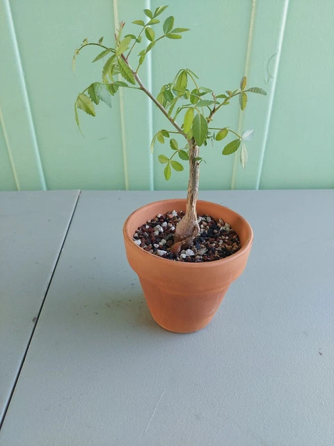 BURSERA SIMARUBA GUMBO Limbo, bonsai tropical tourist tree rare 