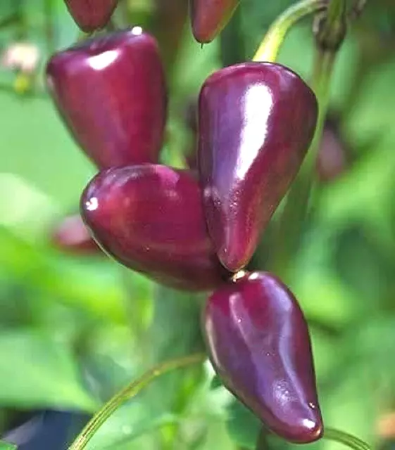 Purple Jalapeno Chilli Chili Chile Pepper Seeds