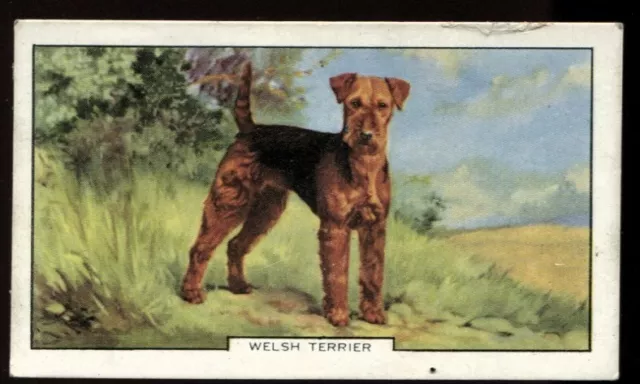 Tobacco Card, Gallaher, DOGS, 1938, 2nd Series, Welsh Terrier, #7