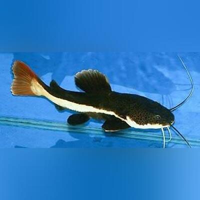 1 Red Tail Catfish (1.5-2'') Live Fish 2 Day Fedex Shipping