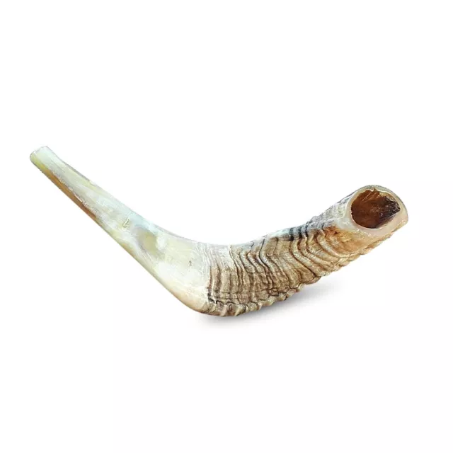 Ram Horn Blowing Kosher Shofar  Synagogue Prayer 14"-16"