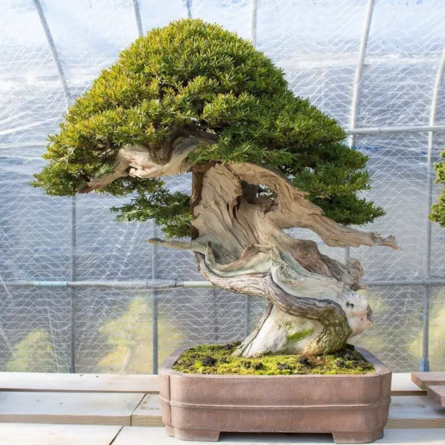 English Yew Bonsai Tree - Taxus baccata