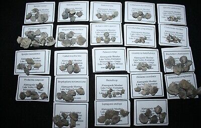Mississippian fossil collection 23 species Alamogordo Lake Valley brachiopods