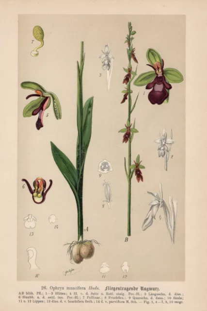 Ophrys Insectifera - Fliegen-Ragwurz Chromo-Lithographie De 1894 Orchidées