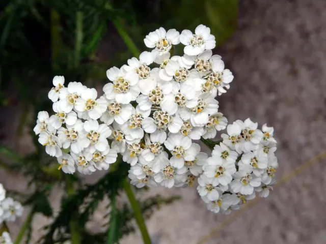 1000+ Yarrow Seeds - Perennial White Flower | Heirloom Wildflower Medicinal Herb