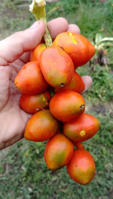 5 Fresh seeds of Bactris gasipaes - Red Peach Palm - Rare Tropical Palm Fruit