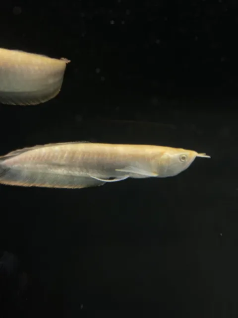 Albino Silver Arowana live fish Pellet Trained 7-8in free shipping