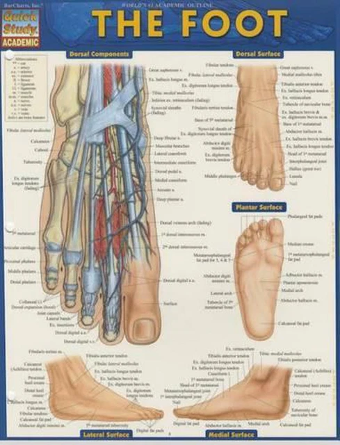 ANATOMY OF THE Foot: A Quickstudy Laminated Reference Guide by Vincent ...