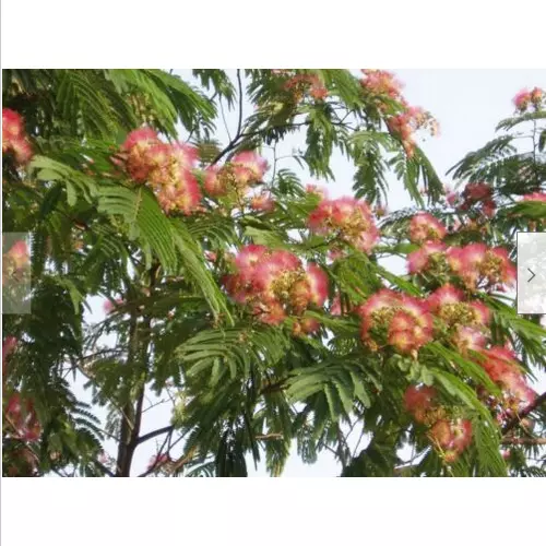 50 Samen Seidenbaum Albizia julibrissin Schlafbaum    + Geschenk