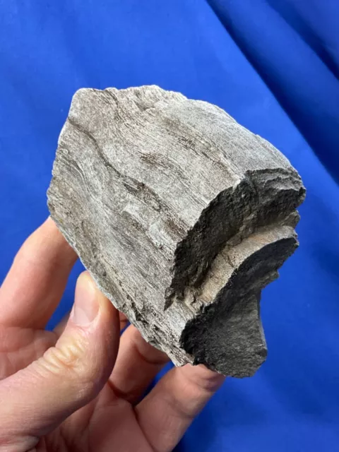 Versteinertes Holz, petrified wood, Germany, Fossilien, fossils, Versteinerung