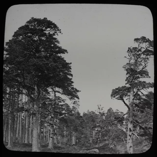 ANTIQUE Magic Lantern Slide FIR TREES BALLOCHBULE FOREST C1890 PHOTO SCOTLAND