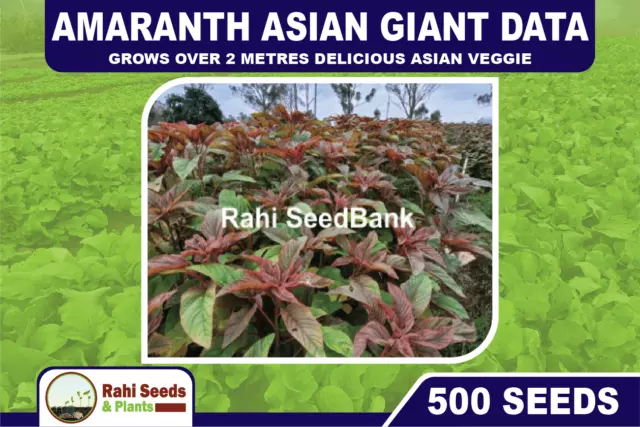 Amaranth Asian Giant 500 Seeds Data Grows Over 2 Metres Delicious Asian Veggie