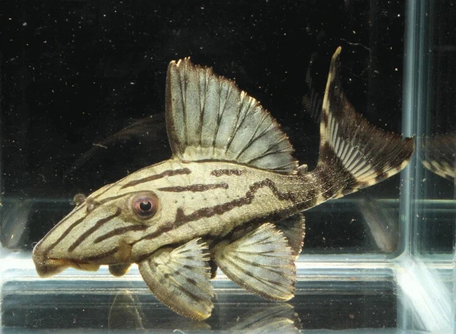 1 Live L-191 Broken Line Royal Pleco Premium Freshwater Tropical Fish A+++