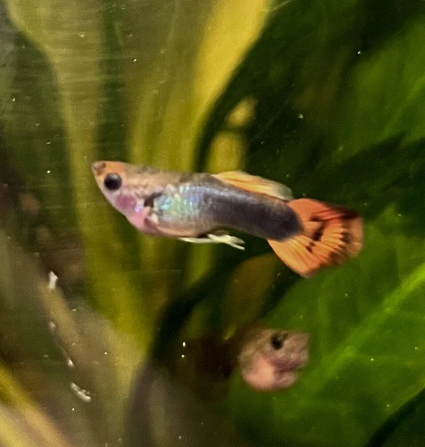 HB Orange Leopard Male Freshwater Aquarium Fish Guppy