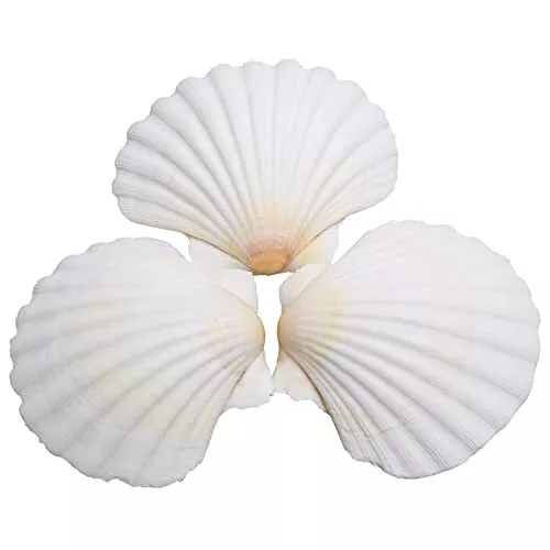  10PCS Large Natural Scallop Shells, 4''-5'' Large