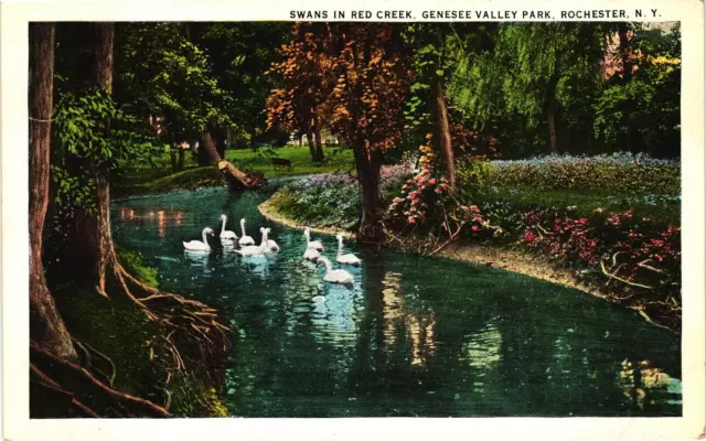 Swans in Red Creek Genesee Valley Park Rochester NY White Border Postcard c1920s