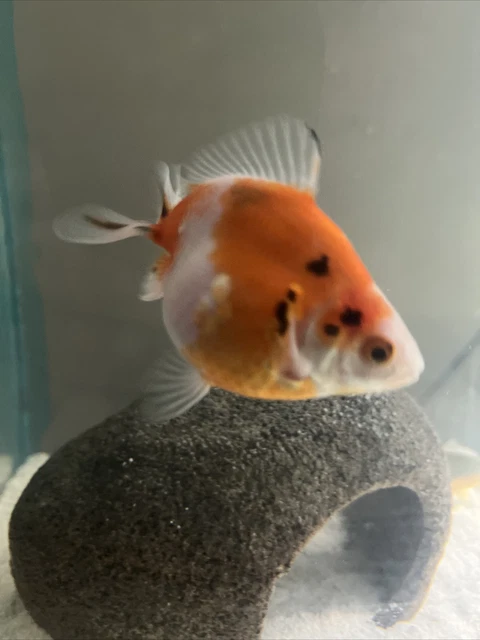 Calico Goldfish 3-4" Live Tropical Freshwater Aquarium Fish