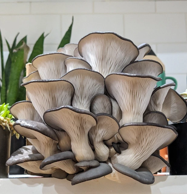 Grey Oyster Mushroom Grow Kit - Yorkshire Mushroom Emporium