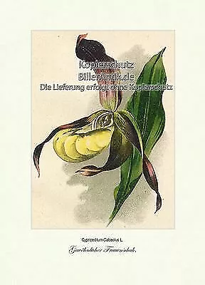 Gewöhnlicher Frauenschuh Cypripedilum Calceolus Orchideen Vilmorin A4 203