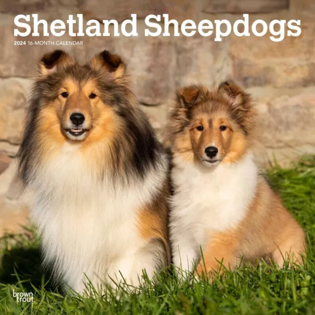 Browntrout Shetland Sheepdogs 2024 12 x 12 Wall Calendar w