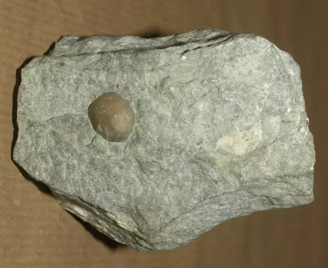 Bekkerina dorsata - Upper Ordovician Pentamerid brachiopod from Estonia
