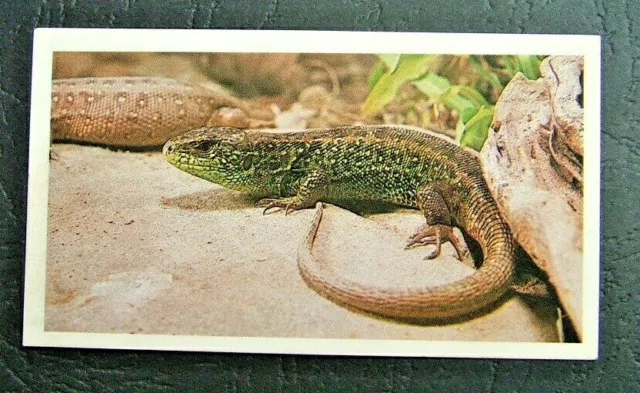 John Player & Son,  Doncella. Sand Lizard.  Card No 8